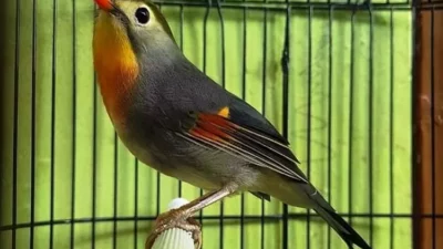 Keajaiban Migrasi Burung Robin: Perjalanan Ribuan Mil